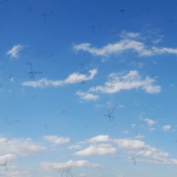 Mouches volantes, zwarte vlekjes die zichtbaar zijn als je naar de blauwe lucht kijkt